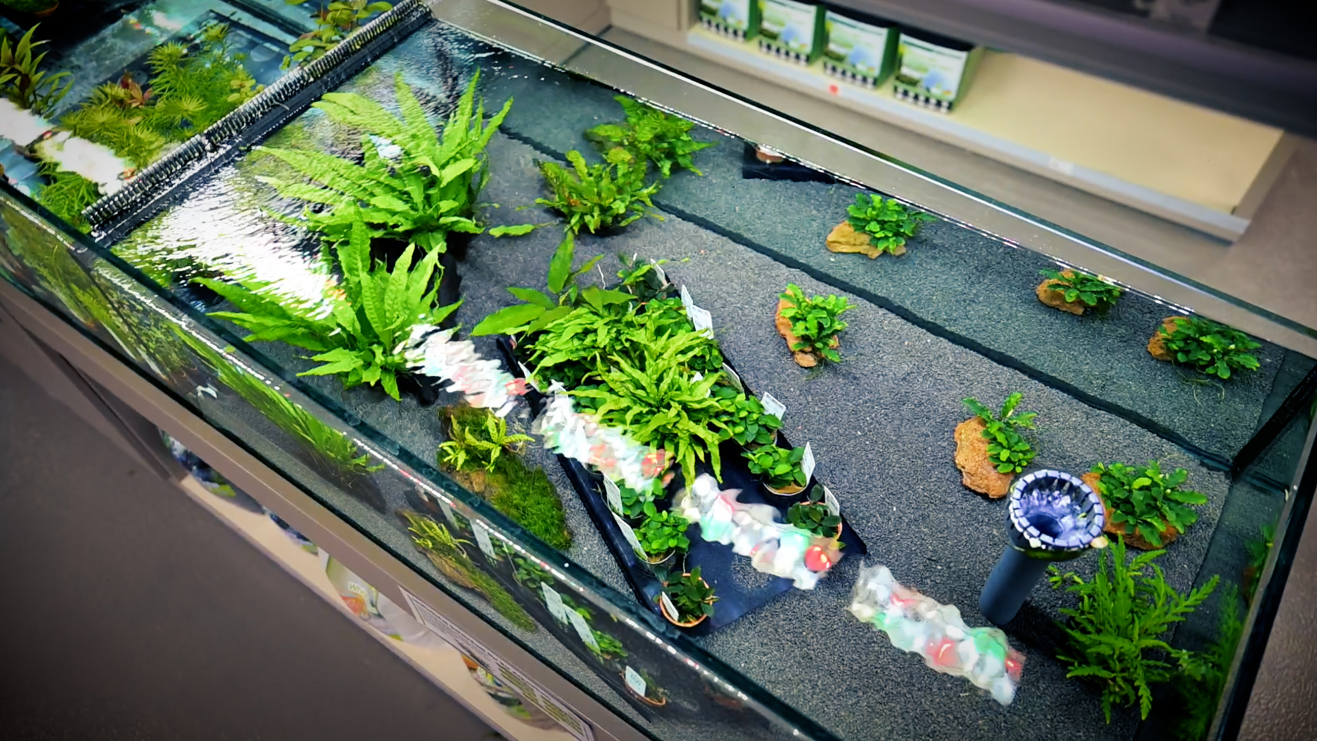 Aquaristik bei MegaZoo