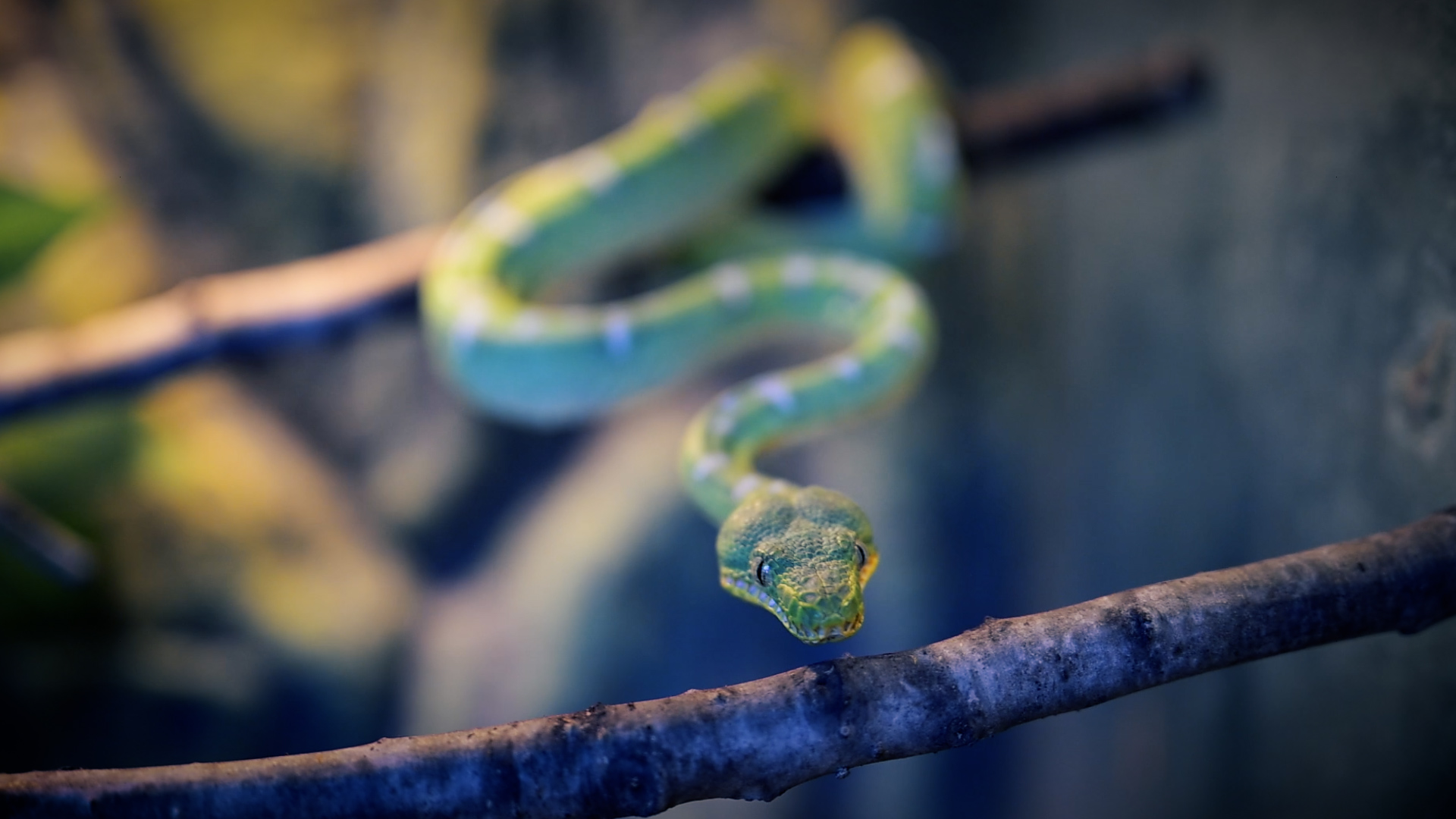 Terraristik Schlange bei MegaZoo